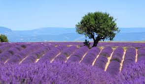 vacances ventoux lavande